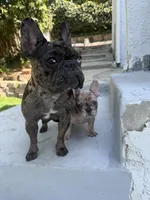 Tank, a male French Bulldog for sale in Los Angeles, CA – 7 of 7