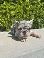 Oreo, a male French Bulldog for sale in Los Angeles, CA – 2 of 4