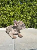 Tank, a male French Bulldog for sale in Los Angeles, CA – 3 of 4
