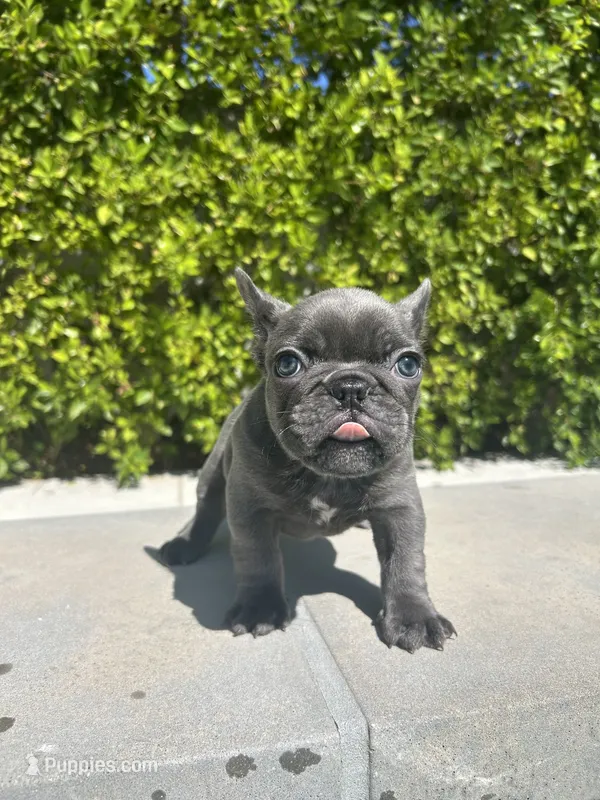 Pebble  – French Bulldog puppy for sale in Los Angeles, CA