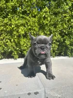 Pebble , a male French Bulldog for sale in Los Angeles, CA – 1 of 5