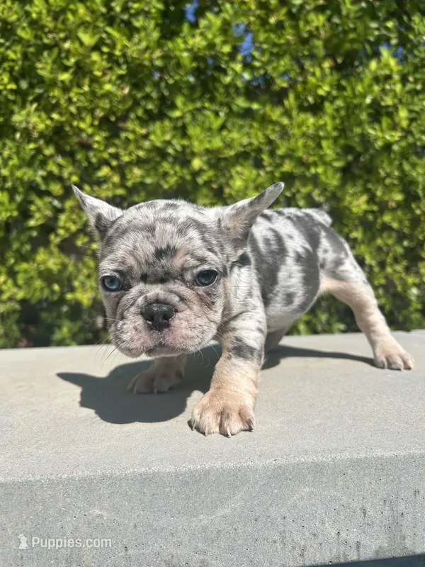 Oreo – French Bulldog puppy for sale in Los Angeles, CA