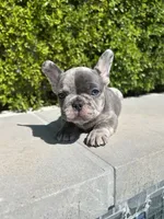 Mochi, a male French Bulldog for sale in Los Angeles, CA – 2 of 4