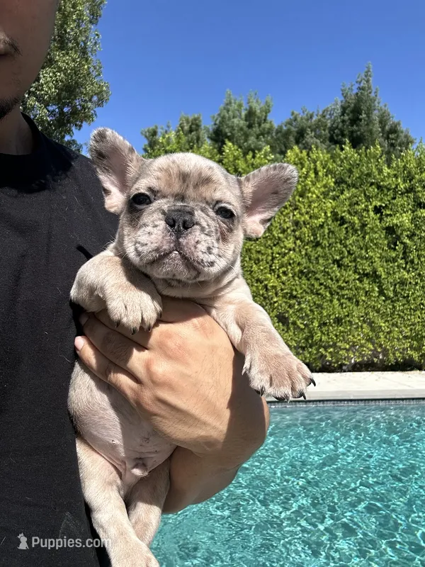 Tank – French Bulldog puppy for sale in Los Angeles, CA