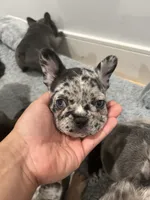 Pibble, a male French Bulldog for sale in Los Angeles, CA – 4 of 7