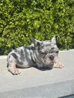 Oreo, a male French Bulldog for sale in Los Angeles, CA – 3 of 4