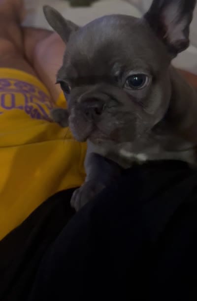 Pebble , a male French Bulldog for sale in Los Angeles, CA – 5 of 5