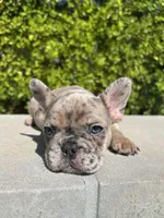 Tank, a male French Bulldog for sale in Los Angeles, CA – 4 of 4