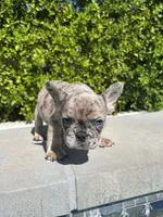 Tank, a male French Bulldog for sale in Los Angeles, CA – 1 of 4