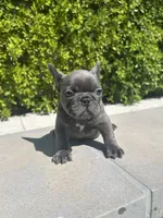 Pebble , a male French Bulldog for sale in Los Angeles, CA – 2 of 5