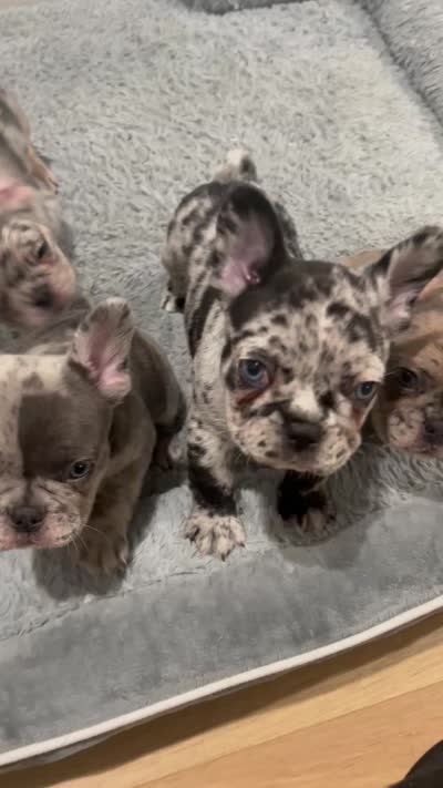 Pibble, a male French Bulldog for sale in Los Angeles, CA – 7 of 7