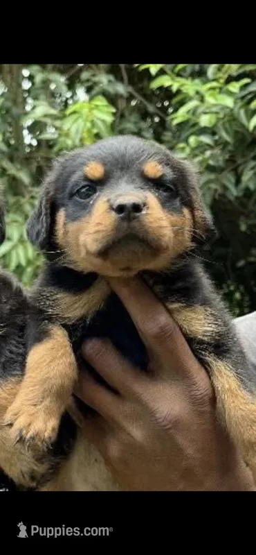 Puppy 1 – Rottweiler puppy for sale in Waynesboro, GA