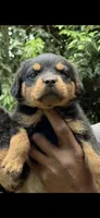 Puppy 1, a female Rottweiler for sale in Waynesboro, GA – 1 of 1