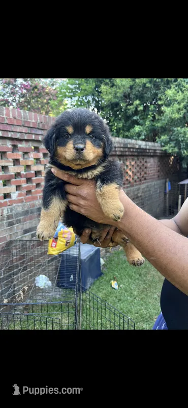 Puppy  2 – Rottweiler puppy for sale in Waynesboro, GA
