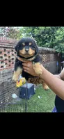 Puppy  2, a female Rottweiler for sale in Waynesboro, GA – 1 of 1