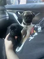 Tofu, a male Pug for sale in Branson, MO – 6 of 6