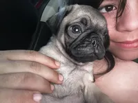 Tofu, a male Pug for sale in Branson, MO – 5 of 6