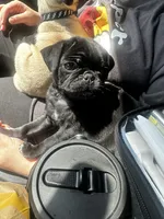 Petunia, a female Pug for sale in Branson, MO – 6 of 9