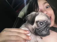 Tofu, a male Pug for sale in Branson, MO – 4 of 6
