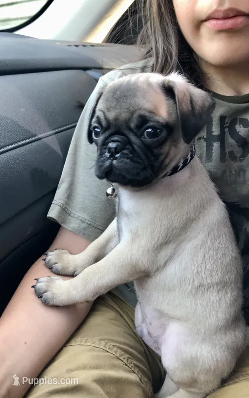 Tofu – Pug puppy for sale in Branson, MO