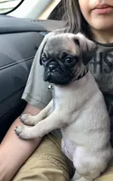 Tofu, a male Pug for sale in Branson, MO – 1 of 6