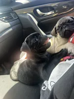 Petunia, a female Pug for sale in Branson, MO – 2 of 9