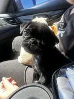 Petunia, a female Pug for sale in Branson, MO – 7 of 9