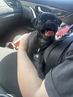 Petunia, a female Pug for sale in Branson, MO – 8 of 9