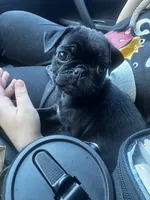Petunia, a female Pug for sale in Branson, MO – 4 of 9
