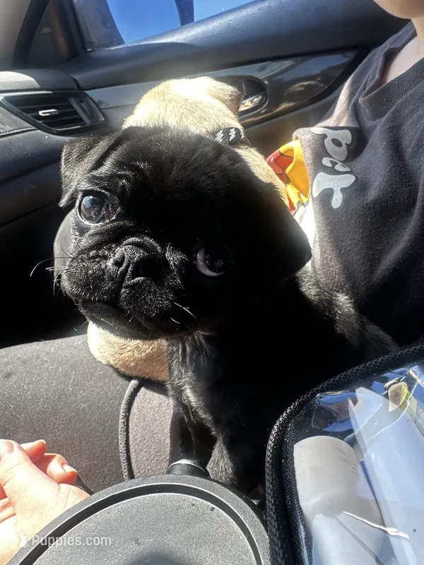 Petunia – Pug puppy for sale in Branson, MO
