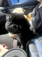 Petunia, a female Pug for sale in Branson, MO – 1 of 9