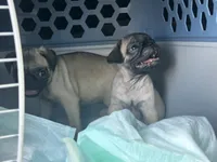 Tofu, a male Pug for sale in Branson, MO – 3 of 6
