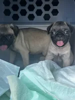 Tofu, a male Pug for sale in Branson, MO – 2 of 6