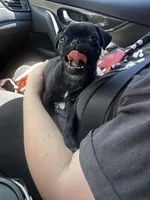 Petunia, a female Pug for sale in Branson, MO – 5 of 9