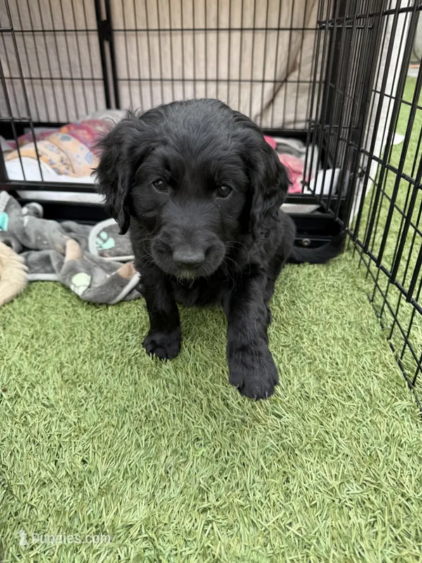 Annie – Goldendoodle puppy for sale in Yucaipa, CA