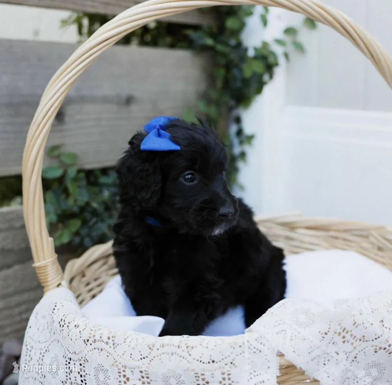 Annie – Goldendoodle puppy for sale in Yucaipa, CA