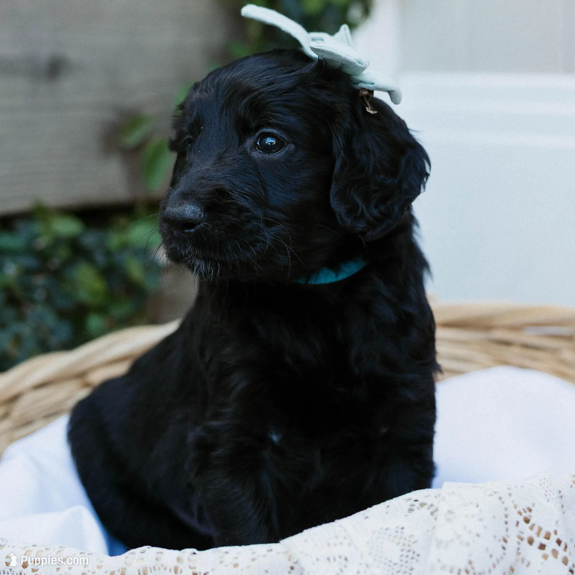 Bow  – Goldendoodle puppy for sale in Yucaipa, CA