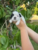 Oreo, a male Shih Tzu for sale in Ontario, CA – 4 of 5