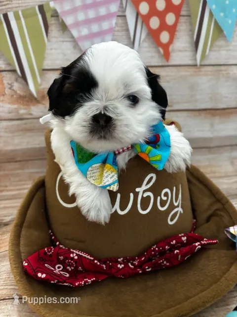 Oreo – Shih Tzu puppy for sale in Ontario, CA