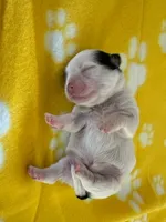 Oreo, a male Shih Tzu for sale in Ontario, CA – 5 of 5