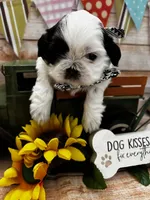 Oreo, a male Shih Tzu for sale in Ontario, CA – 2 of 5