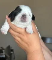Oreo, a male Shih Tzu for sale in Ontario, CA – 3 of 5
