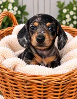 Black & Tan Dapple Girl , a female Miniature Dachshund for sale in Lakeland, FL – 1 of 2