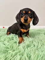 Black & Tan Dappled Girl , a female Miniature Dachshund for sale in Lakeland, FL – 10 of 10