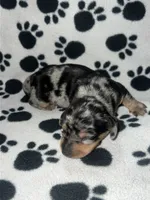 Black & Tan Dapple Boy , a male Miniature Dachshund for sale in Lakeland, FL – 2 of 7