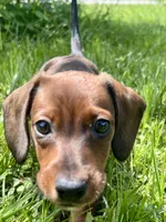 Red Dachshund , a male Miniature Dachshund for sale in Lakeland, FL – 2 of 2
