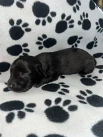 Black Dapple Boy , a male Miniature Dachshund for sale in Lakeland, FL – 4 of 6