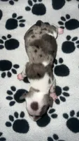 Isabella Dapple Piebald Girl , a female Miniature Dachshund for sale in Lakeland, FL – 3 of 6