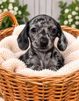 Nibbles , a female Miniature Dachshund for sale in Lakeland, FL – 1 of 2