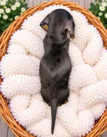 Snickers , a female Miniature Dachshund for sale in Lakeland, FL – 2 of 2